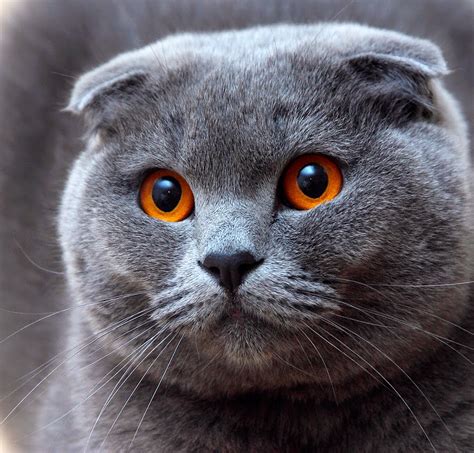 Gatinhos E Gatinhas Scottish Fold