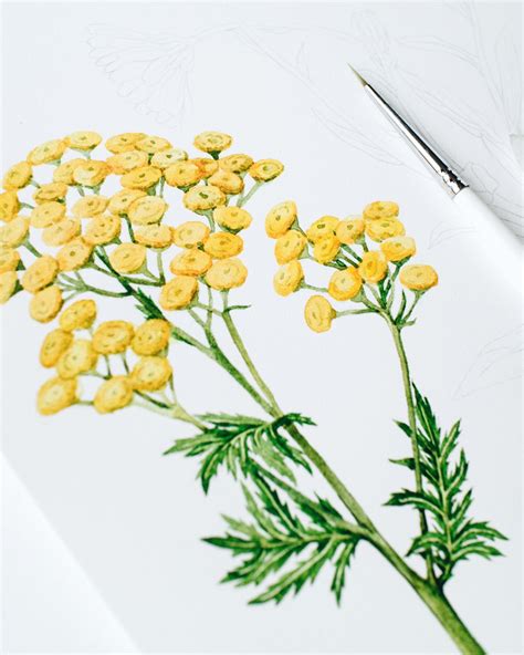 Watercolor Flowers Tansy Illustration By Anna Farba Flower Art