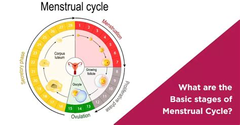 Phases Of Menstrual Cycle Breaking Down The Different Phases Nova