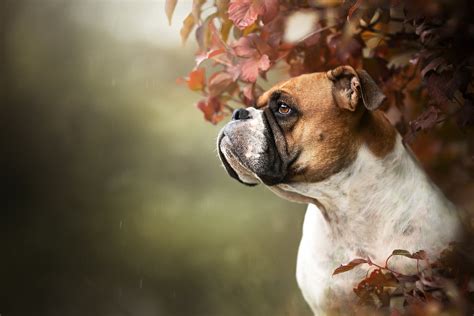 Boxer Hd Wallpaper Background Image 2048x1365 Id1045122