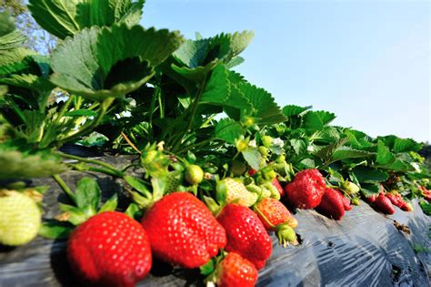 Californias Strawberry Fields Produce Pesticide Drift Organic Authority