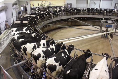 Inside The Indiana Megadairy Making Coca Cola S New Milk Kqed