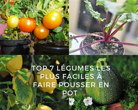 TOP 7 Légumes Les Plus Faciles à Faire Pousser en Pot