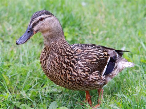 Female Duck Free Stock Photo Public Domain Pictures
