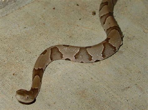 Florida Snakes Pictures And Identification Help