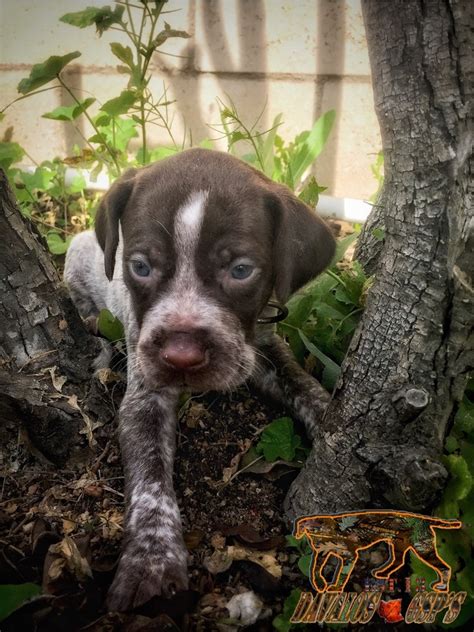 There are 5 males & 4 females. German Shorthaired Pointer Puppies For Sale | Moreno ...