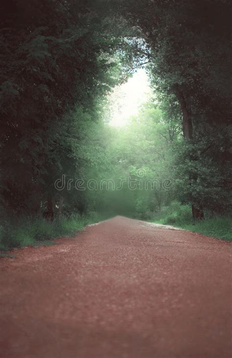 Road Through A Scary Forest At Summer Stock Photo Image