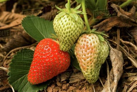 Ripe And Unripe Strawberries On The Plant Stock Photo Dissolve