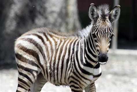 20 Animals With Joe Bidens Teeth Photos Huffpost