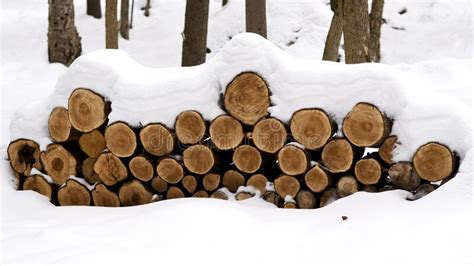 Cedar Wood Pile In The Snow Stock Photo Image Of Snow Forest 206260526