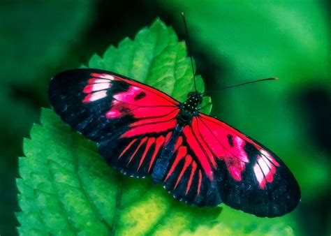 Lynn Wiezycki Photography Butterfly World Butterflies Birds