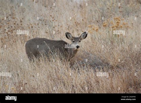 Colorado Mule Deer Does Wildlife Stock Photo Alamy