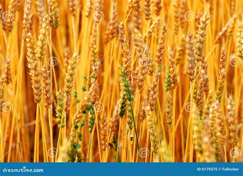 Autumn Wheat Field Stock Image Image Of Food Fall Autumn 6179375