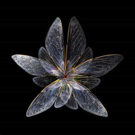 Insects Wings Photos Are Manipulated To Look Like Blooming Flowers