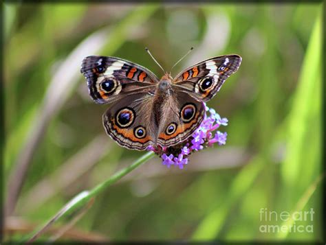 Buckeye Butterfly In Ohio Field 2019 Photograph By Karen Adams Fine