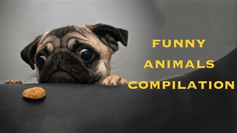 Funny Dog Compilation Youtube