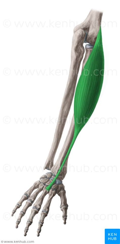 Musculus Extensor Carpi Radialis Brevis Muscle Anatomy Massage Therapy Radial Nerve