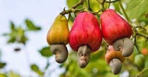 5 Post Manfaat Jambu Monyet Dan Kacang Mede