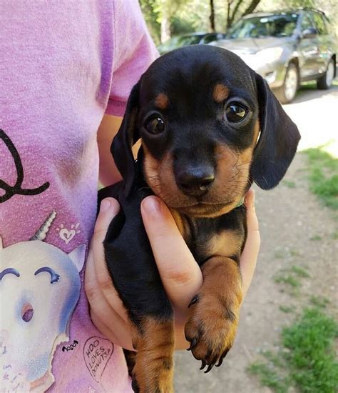 Cute Black And Tan Dachshund Puppy If You Love Dachshunds Visit Our