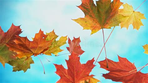 Falling Autumn Maple Leaves Stock Photo Image Of Studio Nature