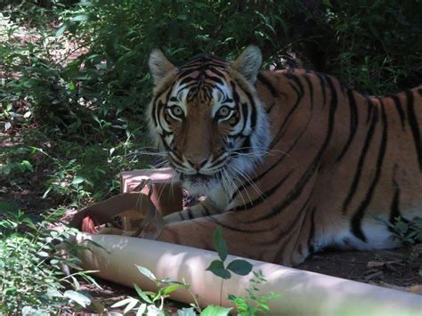 Carolina Tiger Rescue Reviews And Ratings Pittsboro Nc Donate
