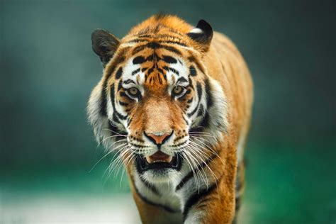 Monitoring Rare Tigers In Bangladesh Conservation Nation