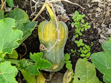 Harvesting Winter Squash And Ornamental Gourds The Martha Stewart Blog