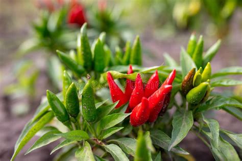 Red Chili Pepper On The Nature Stock Photo Image Of Spring Flower