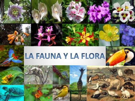 flora y fauna de colombia flora y fauna de colombia