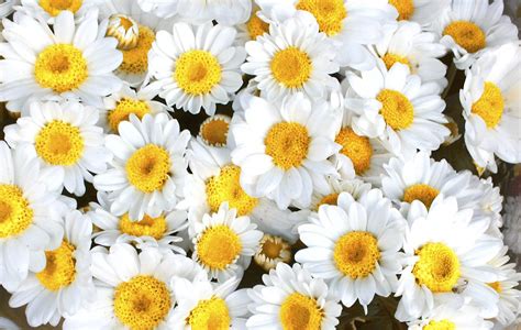 Maybe you would like to learn more about one of these? FLOWERS NAMES IN ENGLISH - IN ENGLISH | FLOWERS NAMES IN ...