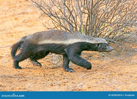 A Honey Badger In Natural Habitat Kalahari Desert South Africa Stock