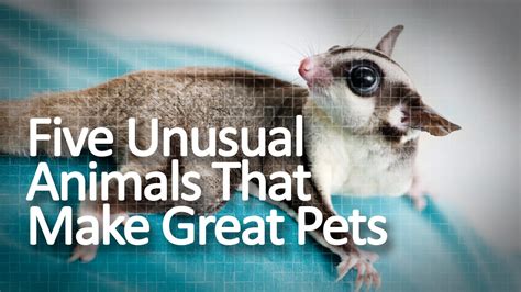 Five Unusual Animals That Make Great Pets - YouTube
