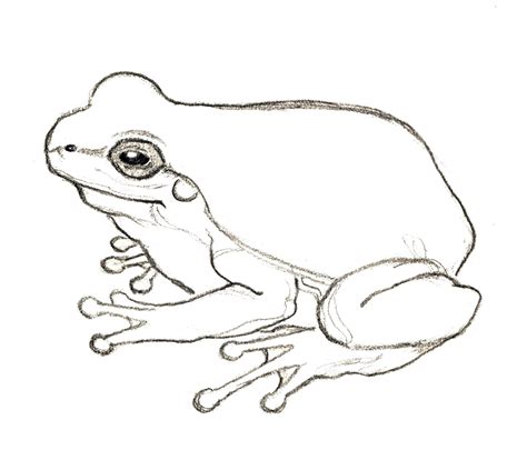 Line Drawing Of Frogs At Getdrawings Free Download