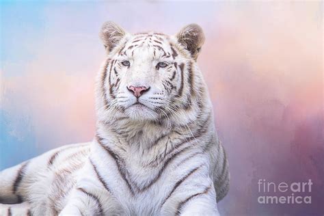 Fluffy White Bengal Tiger Photograph By Elisabeth Lucas Fine Art America
