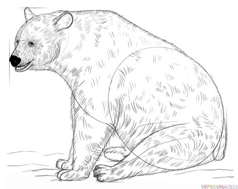 How To Draw A Black Bear Easy Learn How To Draw A Grizzly Bear Bears