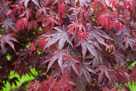 Regarded As One Of The Best Purple Leaved Japanese Maples Award