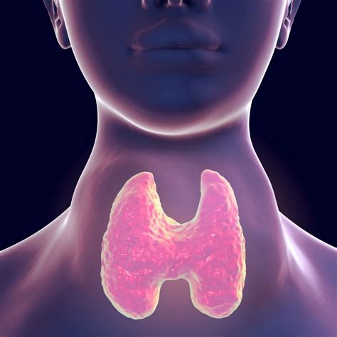 Hipertiroidismo Causas S Ntomas Y Tratamiento