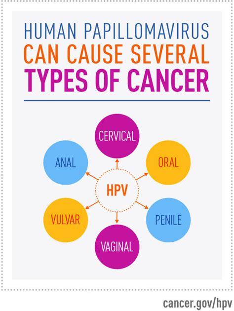 Human Papillomavirus Hpv And Cervical Cancer
