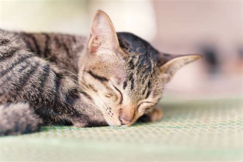 Cute Cat Sleeping On The Mat Stock Image Image Of Face Pretty 110582943