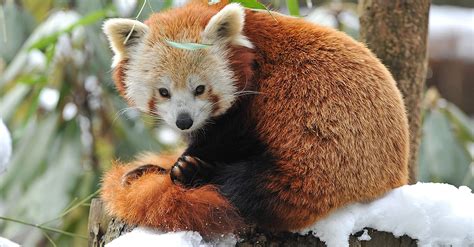 Red Panda Escapes Belfast Zoo For A Day Trip Around The City 22 Words