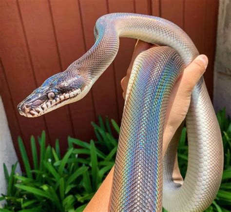Iridescent White Lipped Python Snake Pet Snake Snake Photos