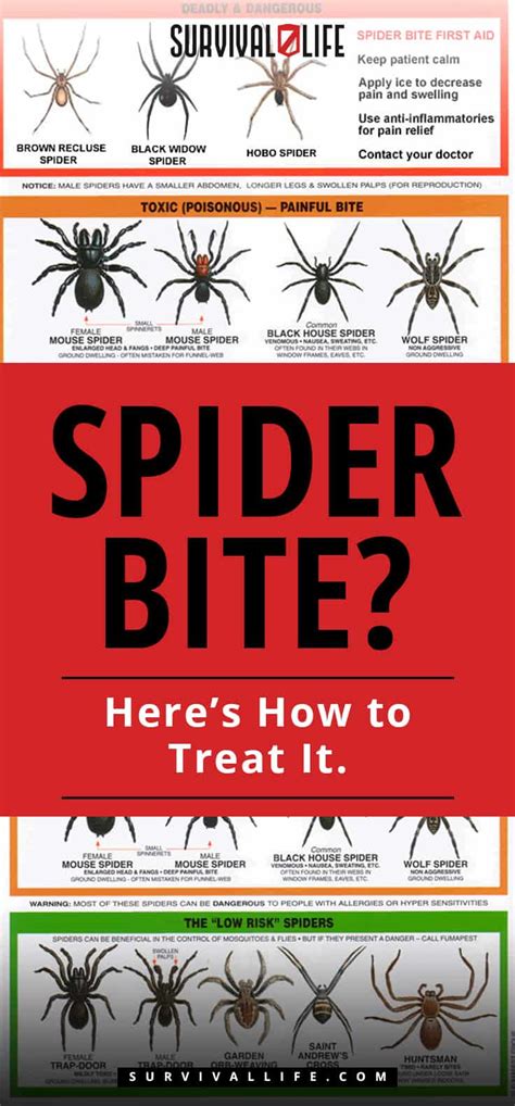 Spider Bite Heres How To Treat It