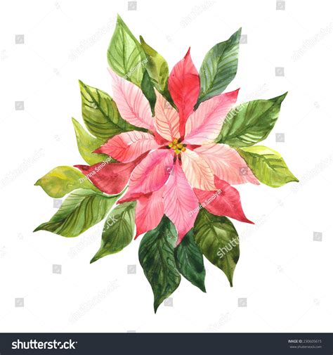 Beautiful Red Poinsettia Plant Watercolor Illustration 230605615