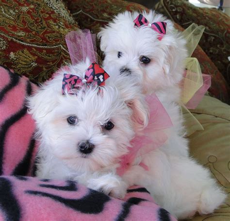 Look At My Beautiful Baby Maltese We Adore Our Puppies