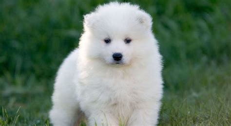 Would you be interested in fostering a dog/puppy? ADORABLE SAMOYED PUPPY FOR HOME CARE - Greensburg, PA ...