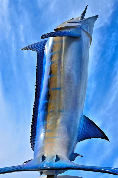 Worlds Biggest Marlin In Cabo San Lucas Mexico Encircle Photos