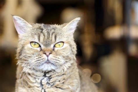 Learn All About The Laperm Cat Laperm Cat Cat Breeds Laperm