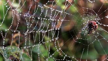 Spider Web Wallpapers Spiders Tarantula Background Epod