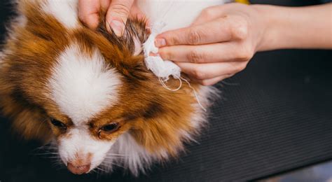 How Do You Clean A Dogs Ear After Hematoma