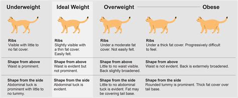 Is My Cat Overweight Thrive Pet Healthcare